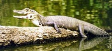 Ecuador-Amazon-Canoeing Adventure in the Cuyabeno Wildlife Reserve